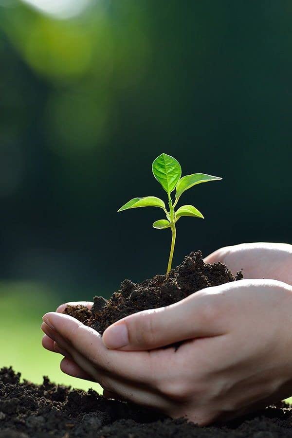 Manure for Home Plants: Nature's Gift for a Thriving Garden