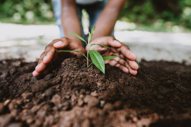 plant growth 